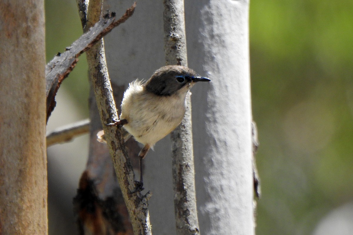 Purple-backed Fairywren - ML645583413