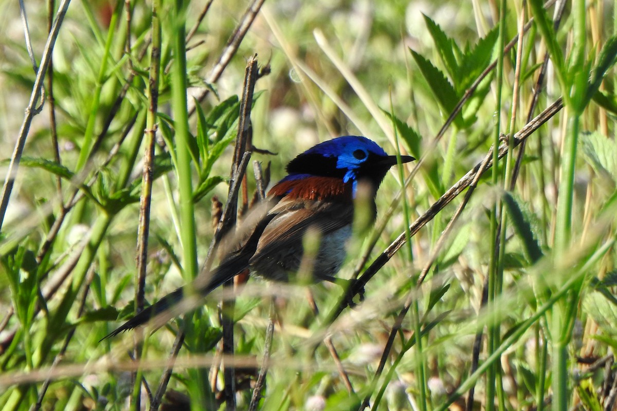 Purple-backed Fairywren - ML645583414
