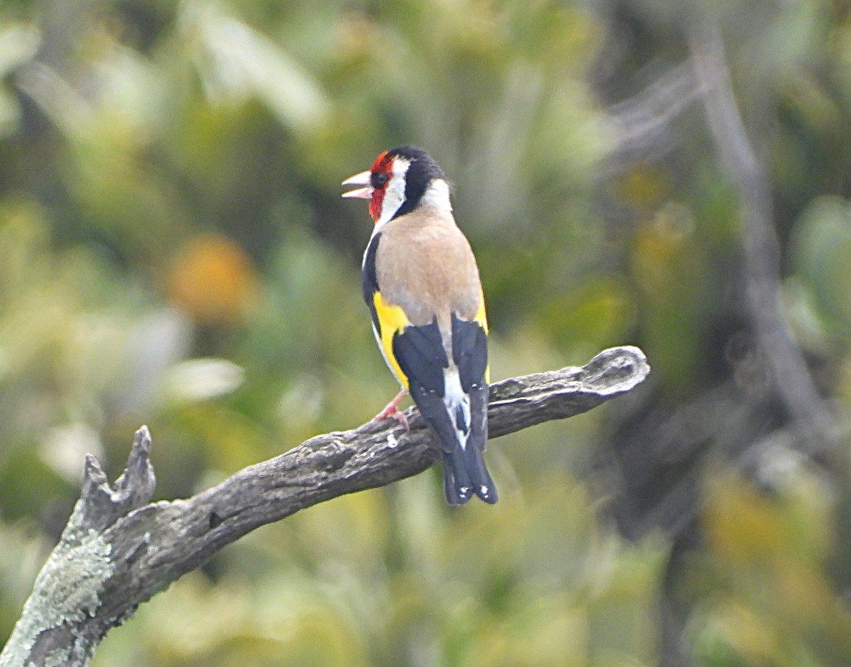 European Goldfinch - ML645583416