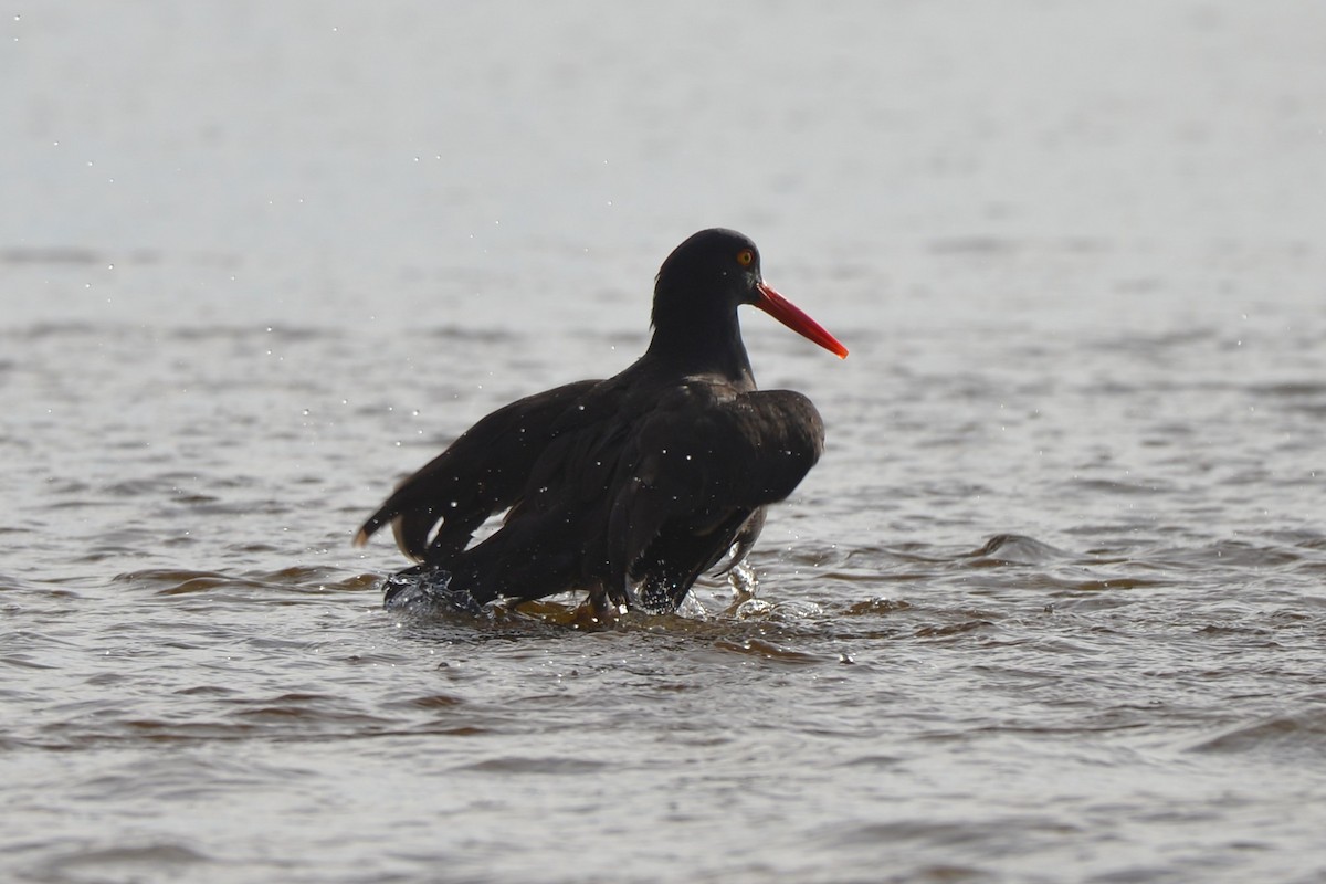 Black Oystercatcher - ML645583417