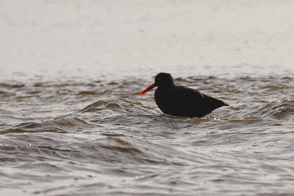 Black Oystercatcher - ML645583418