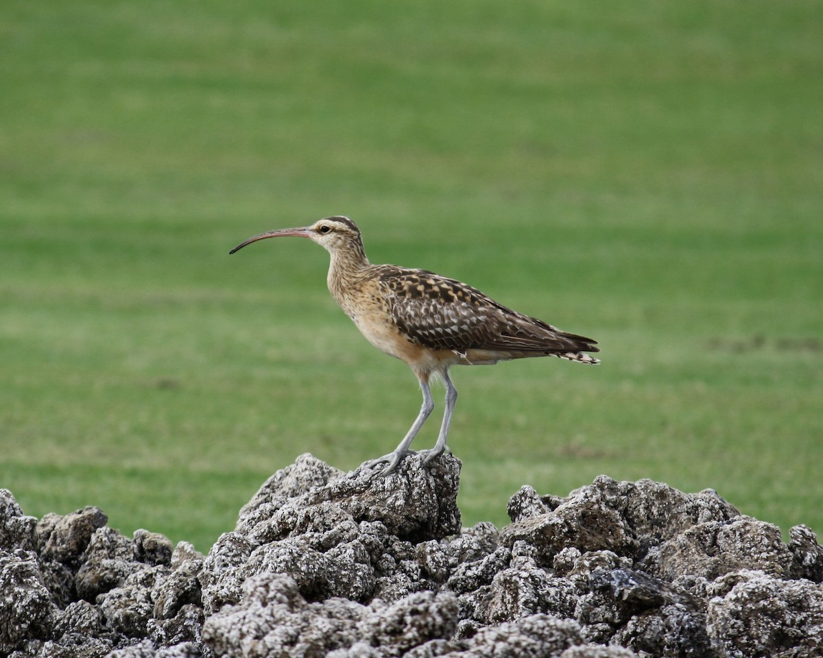 Zarapito del Pacífico - ML645583421