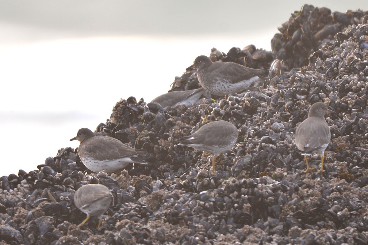 Correlimos de Rompientes - ML645583426