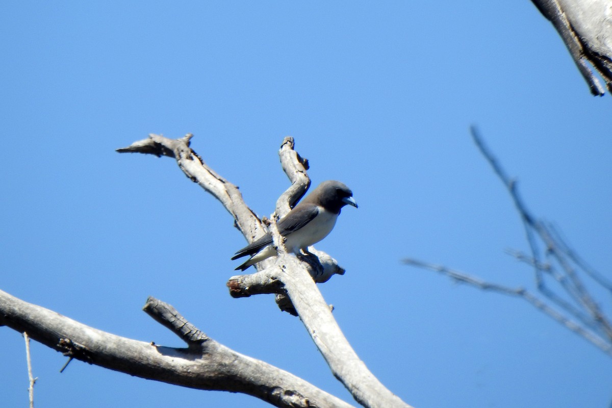 Artamo Ventriblanco - ML645583428