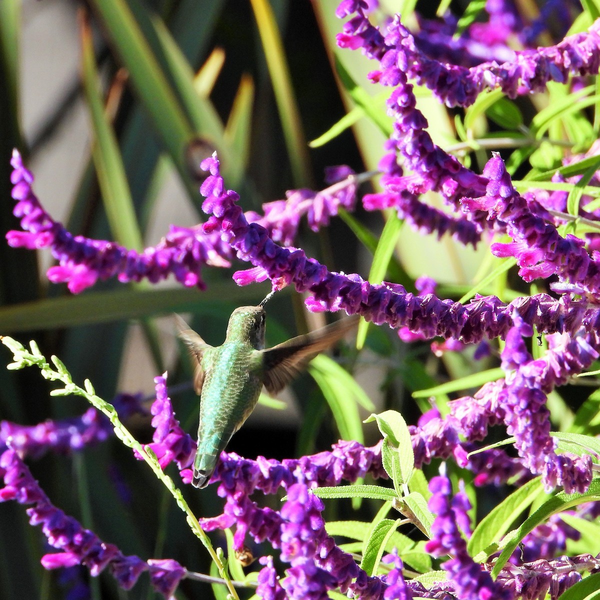 Colibrí de Anna - ML645583429