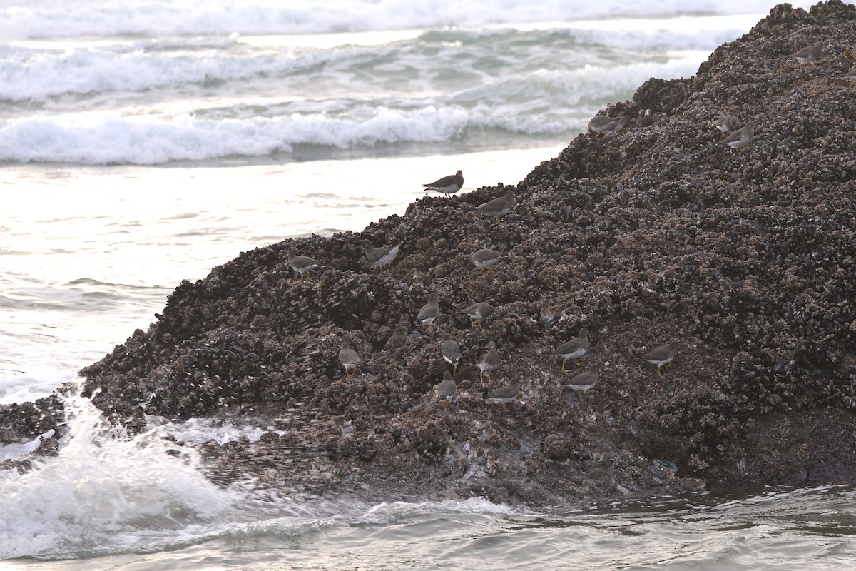 Correlimos de Rompientes - ML645583430