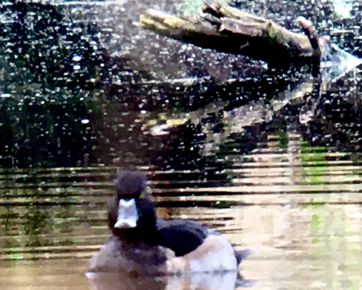 Porrón Acollarado - ML645583431