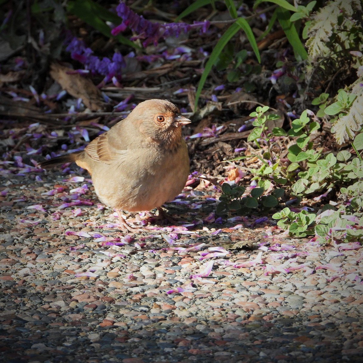 Toquí Californiano - ML645583435