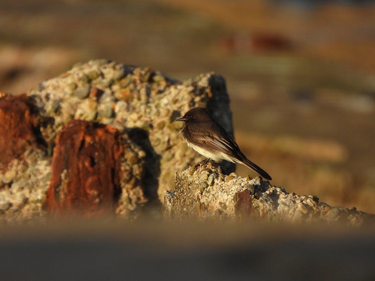 Mosquero Negro - ML645583436