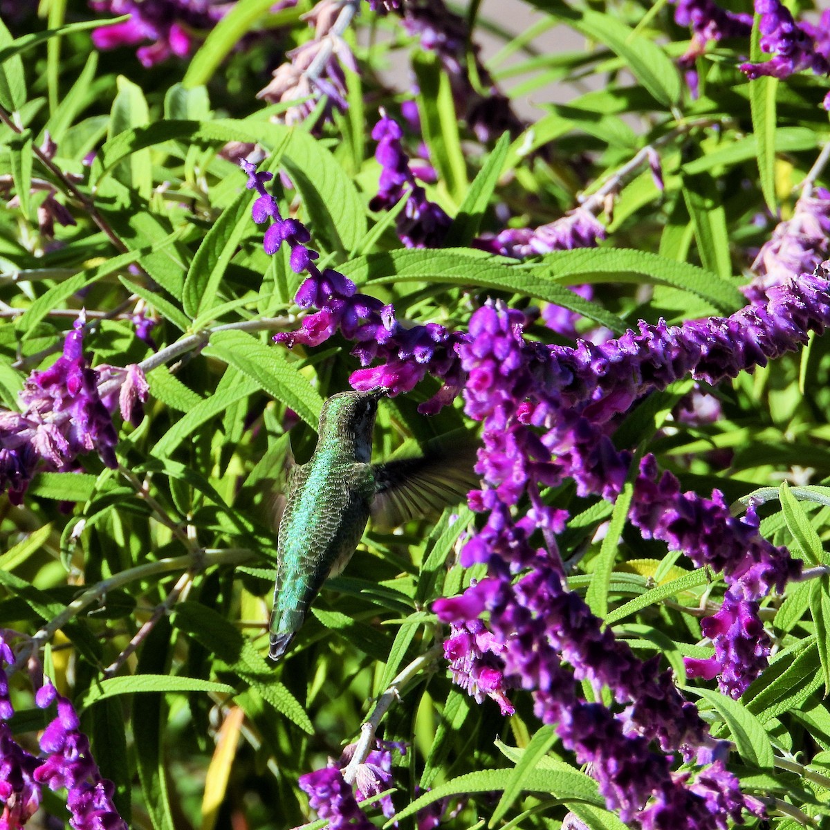 Colibrí de Anna - ML645583439