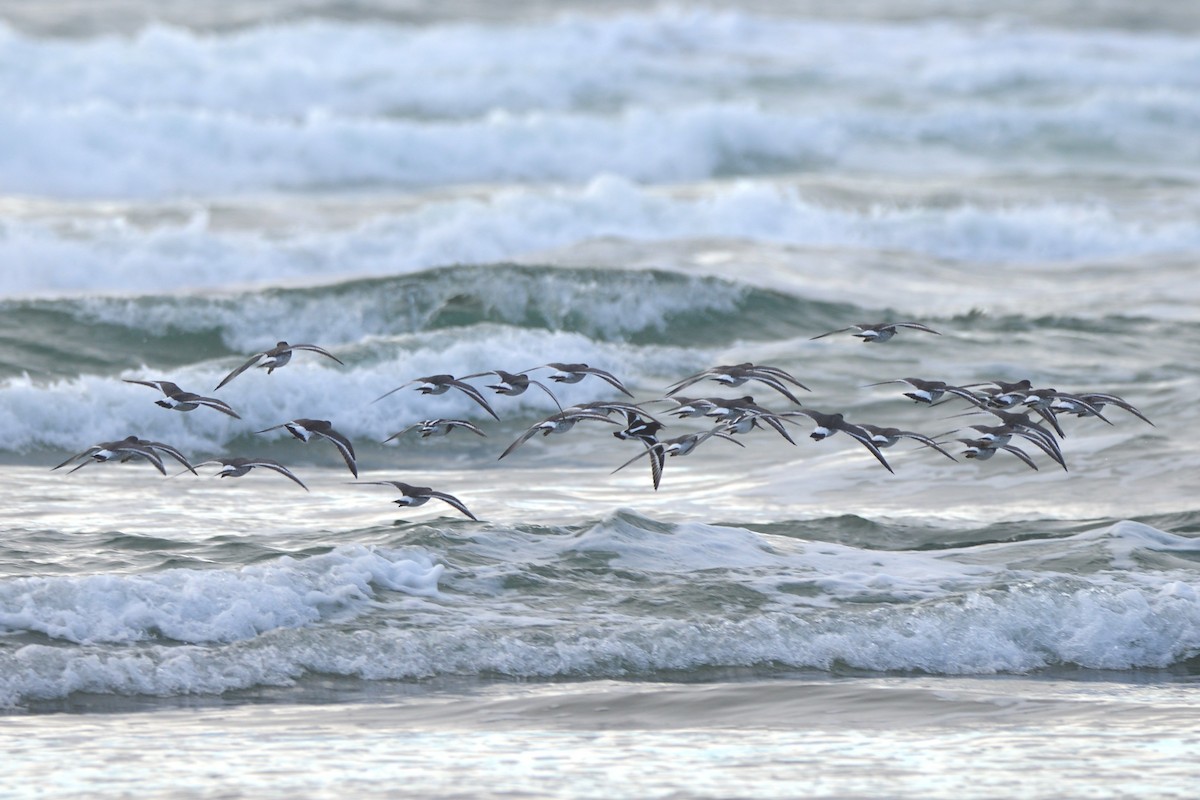 Correlimos de Rompientes - ML645583440