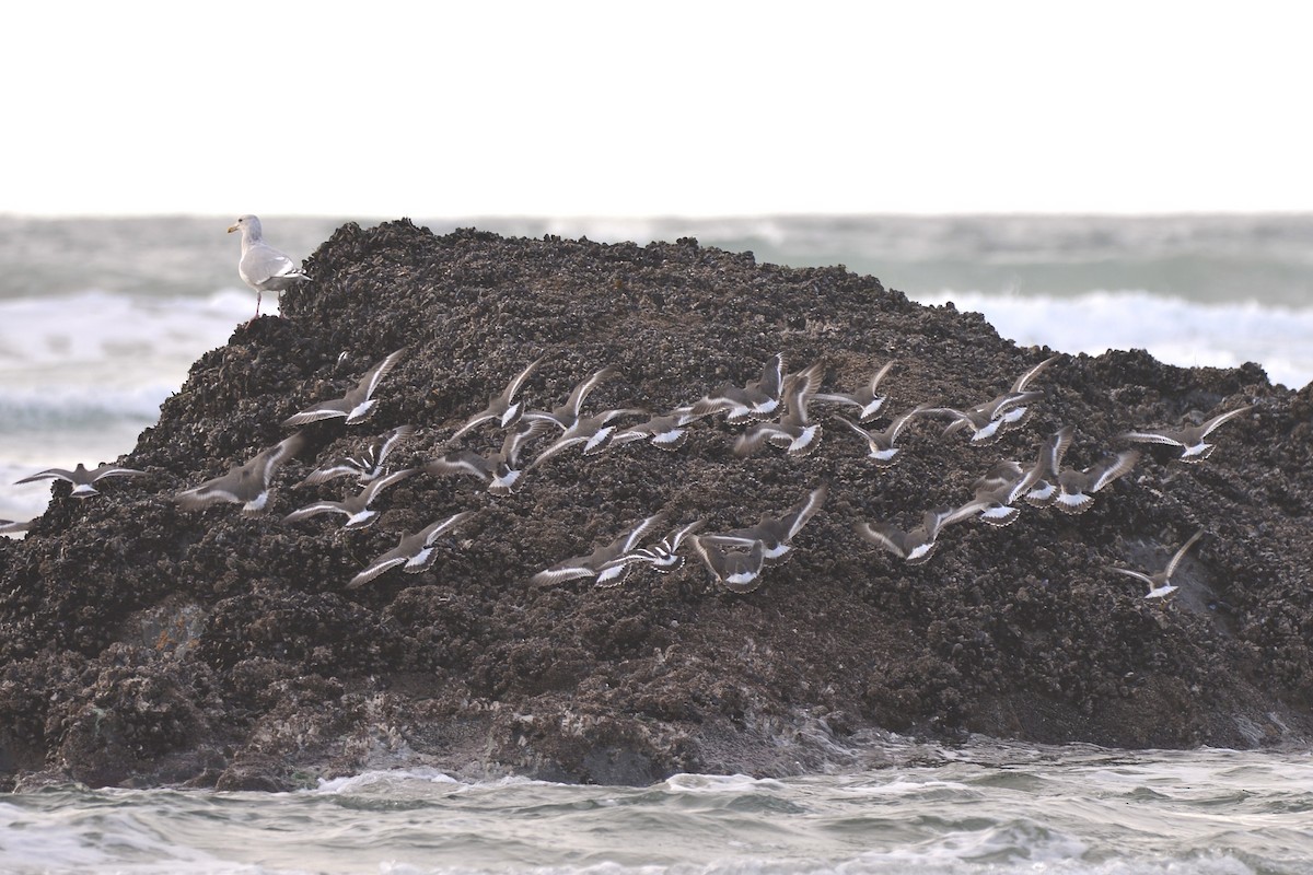 Correlimos de Rompientes - ML645583441