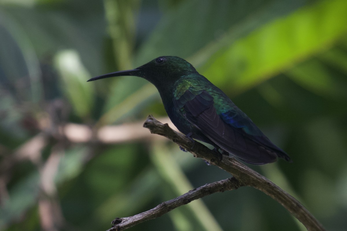 Colibrí Caribeño Gorjiverde - ML645583443