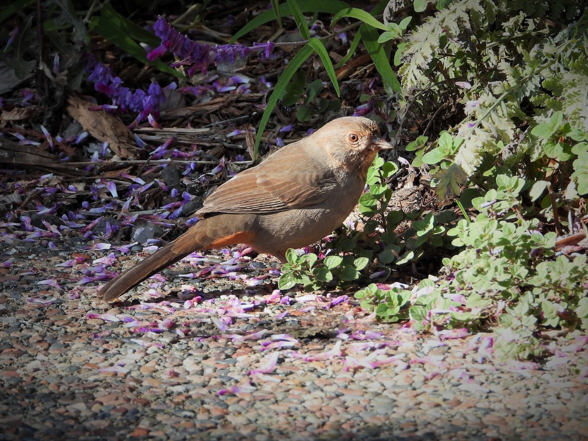 Калифорнийский тохи - ML645583445