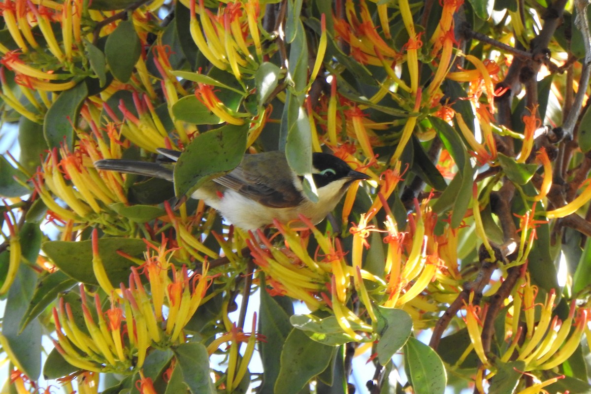 Чернозобая медвянка - ML645583446