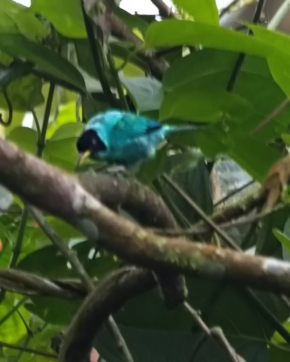 Mielerito Verde - ML645583447