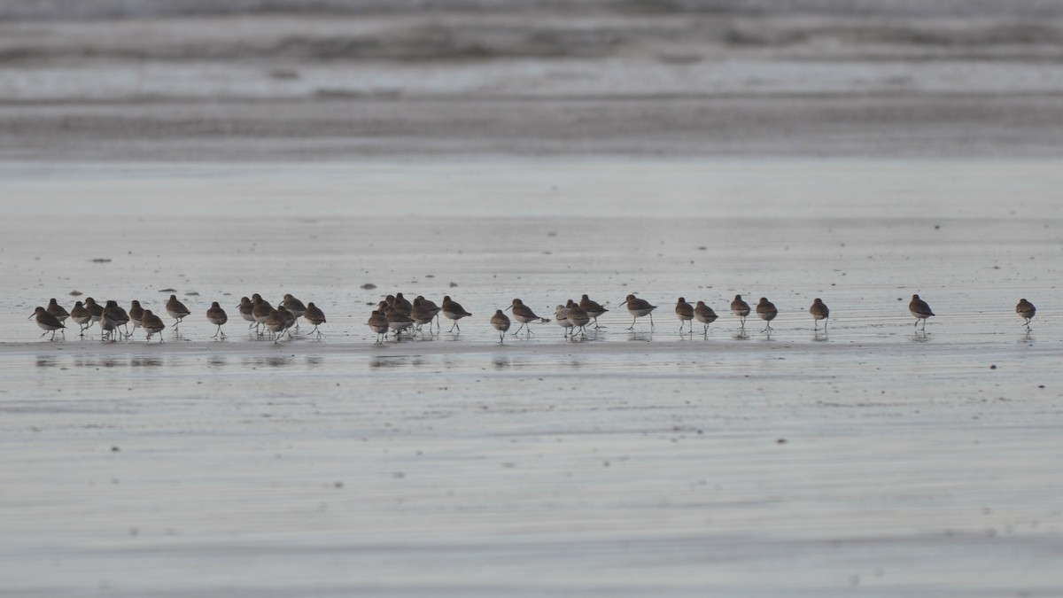 Correlimos Común - ML645583448