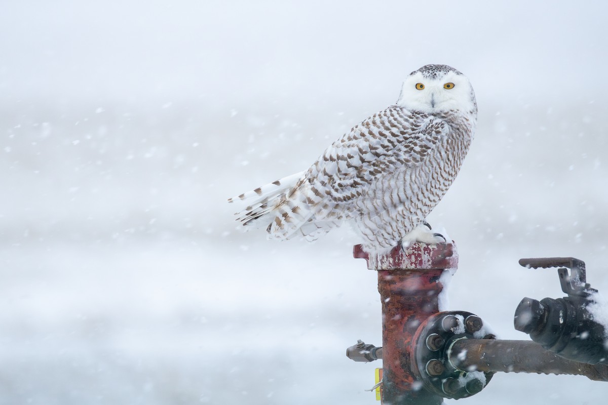 Búho Nival - ML645583449