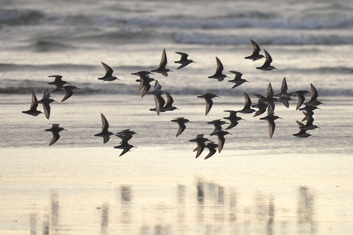 Correlimos Común - ML645583451