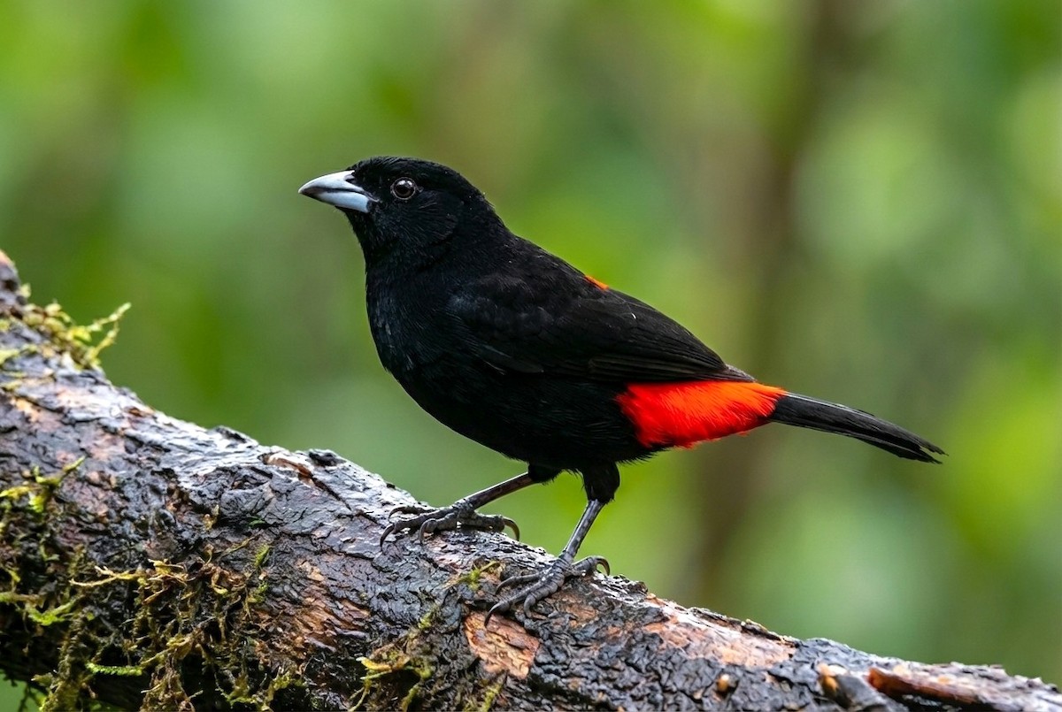 Гватемальский сереброклюв - ML645583454