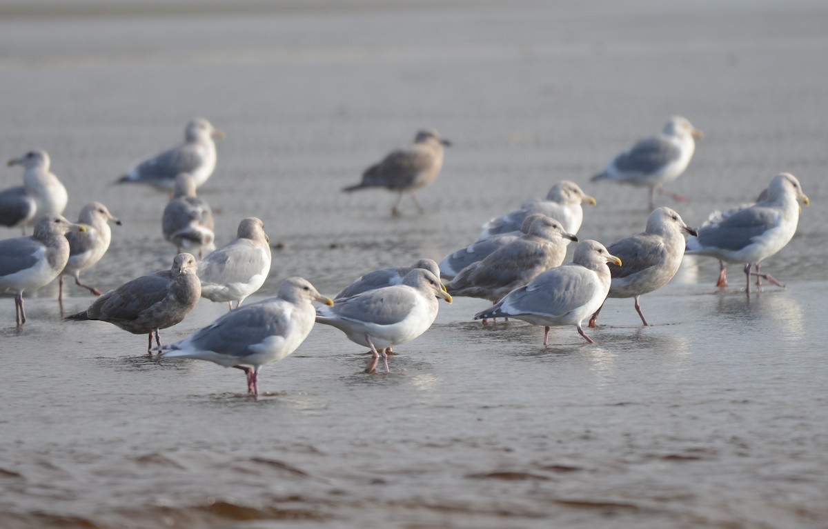 Серокрылая чайка - ML645583455