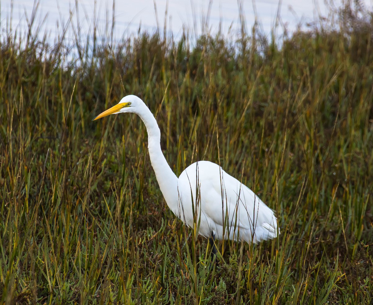 Большая белая цапля - ML645583456