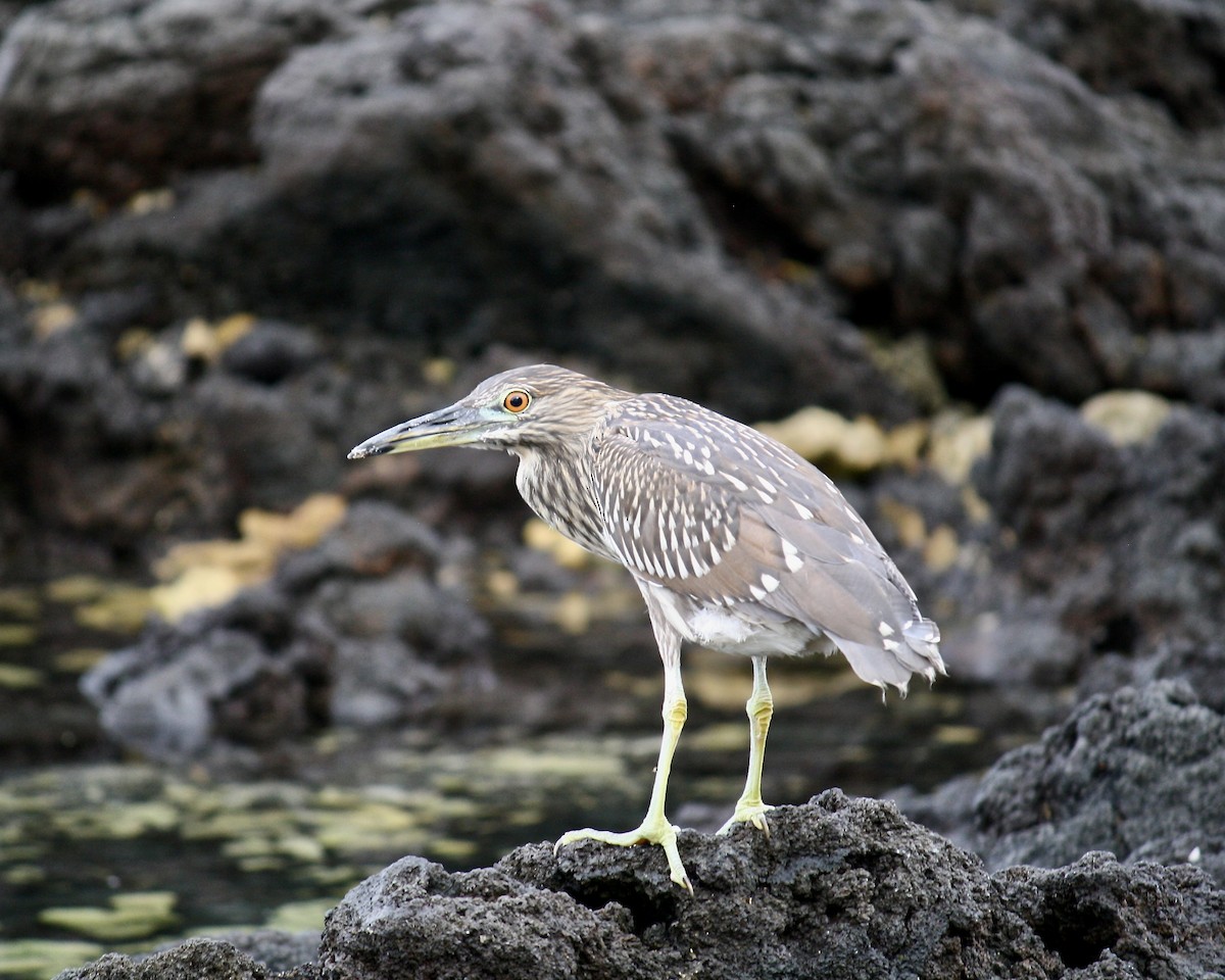 Кваква - ML645583462