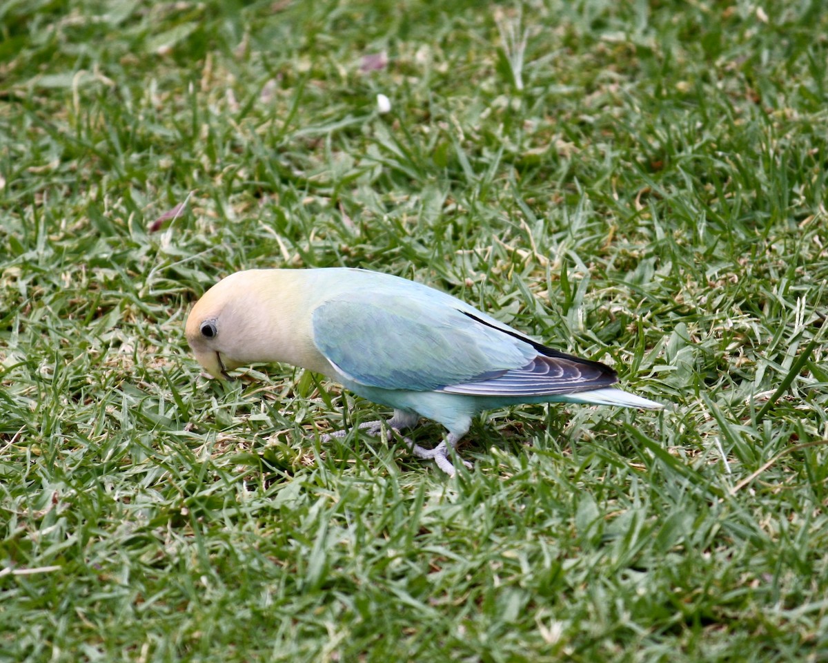 Розовощёкий неразлучник - ML645583467