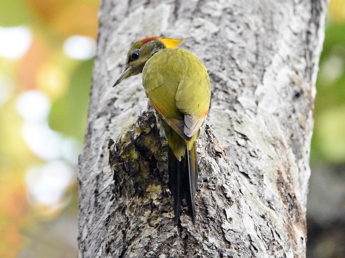 Малый желтохохлый дятел - ML645583471