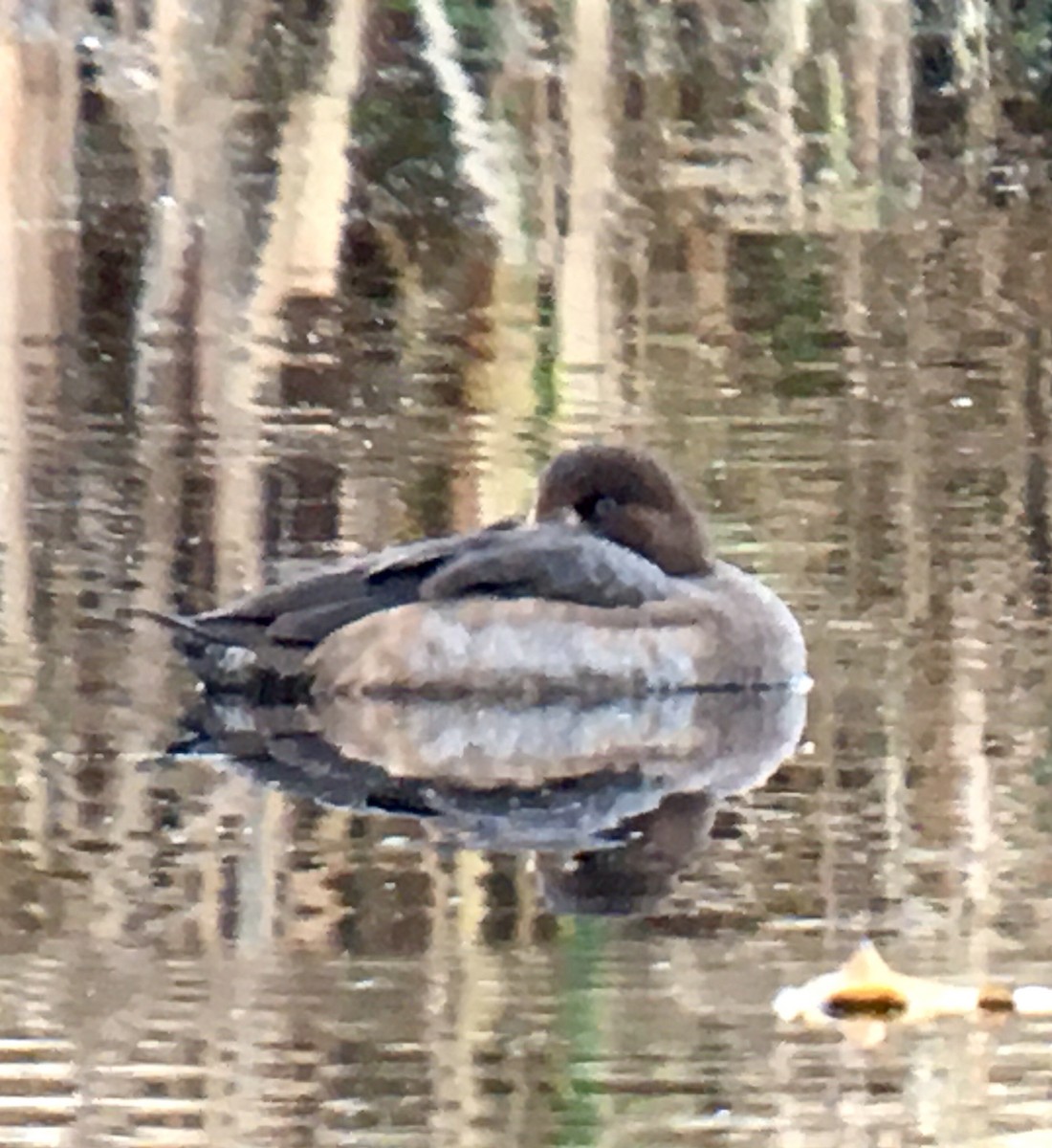 Малая морская чернеть - ML645583475