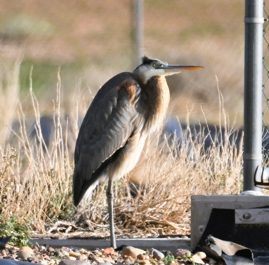 Большая голубая цапля - ML645583483