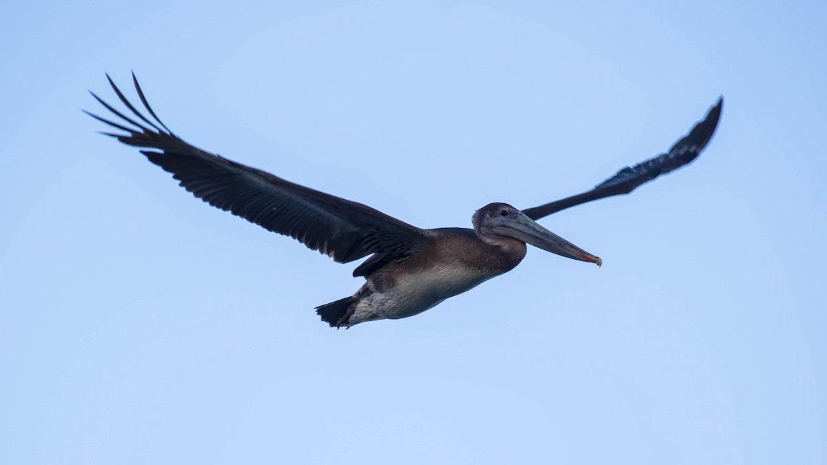 Бурый пеликан - ML645583484