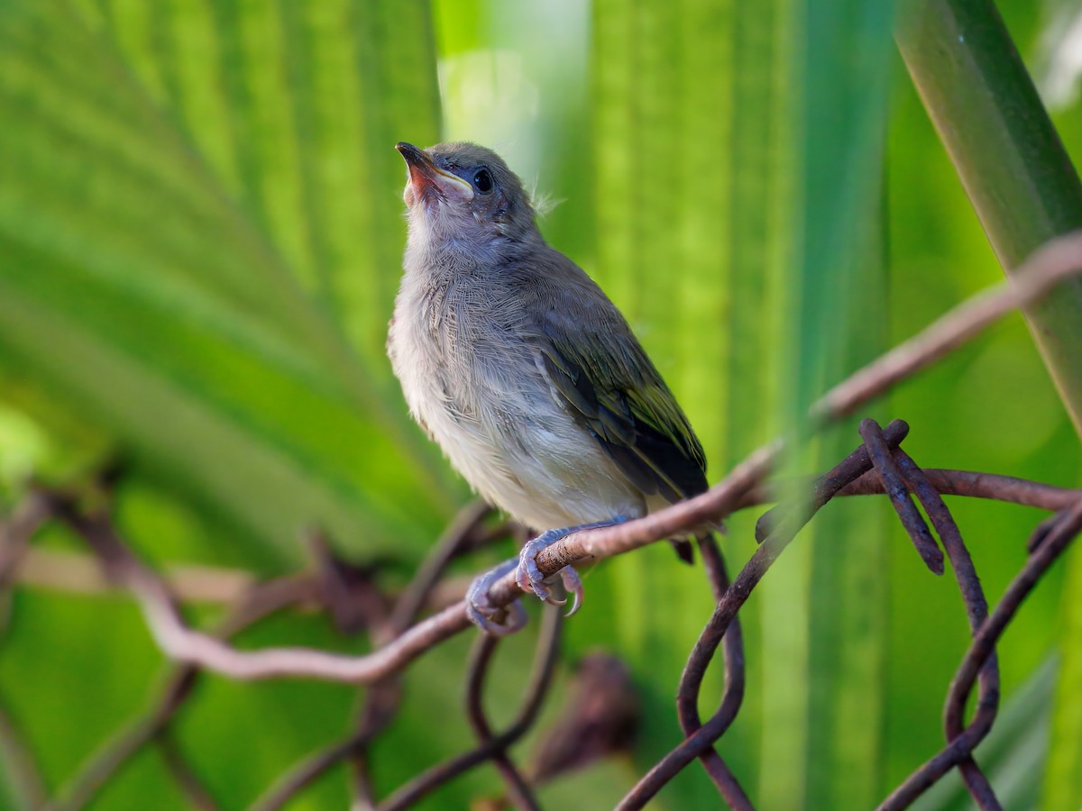 Brown Honeyeater - ML645583491