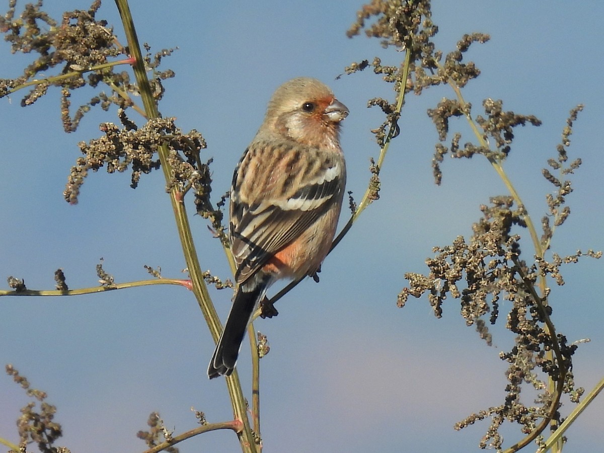 Long-tailed Rosefinch - ML645583509