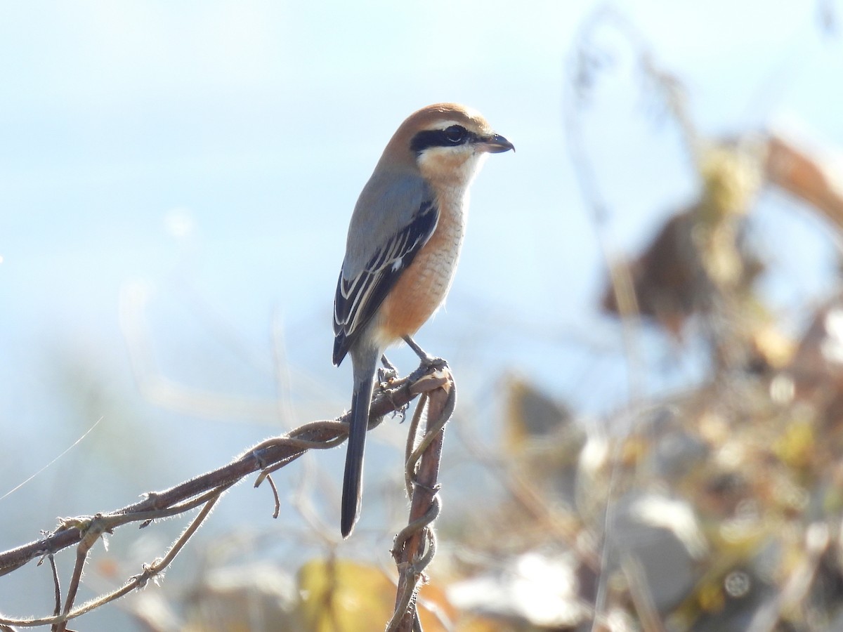 Bull-headed Shrike - ML645583515