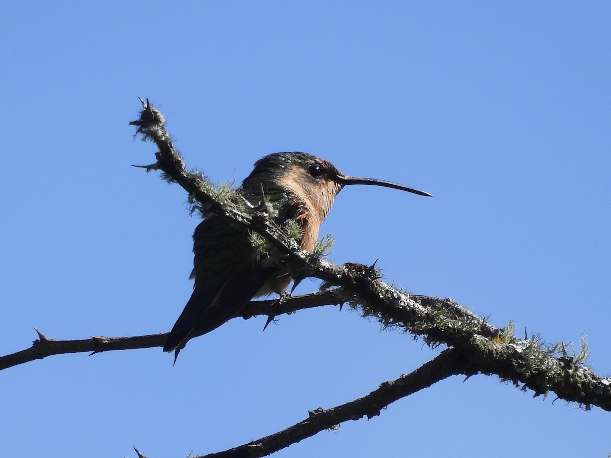 Slender Sheartail - ML645583535