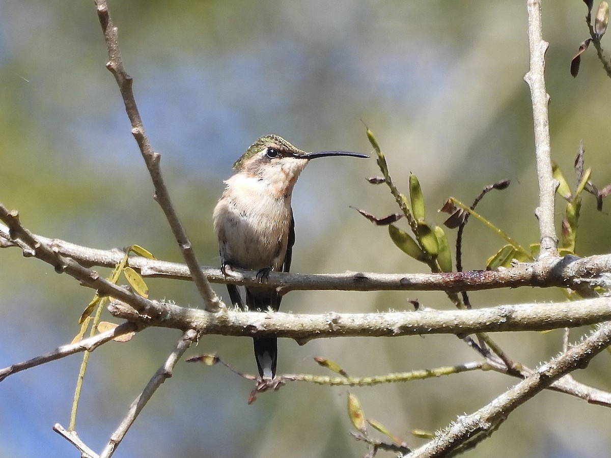 Slender Sheartail - ML645583536
