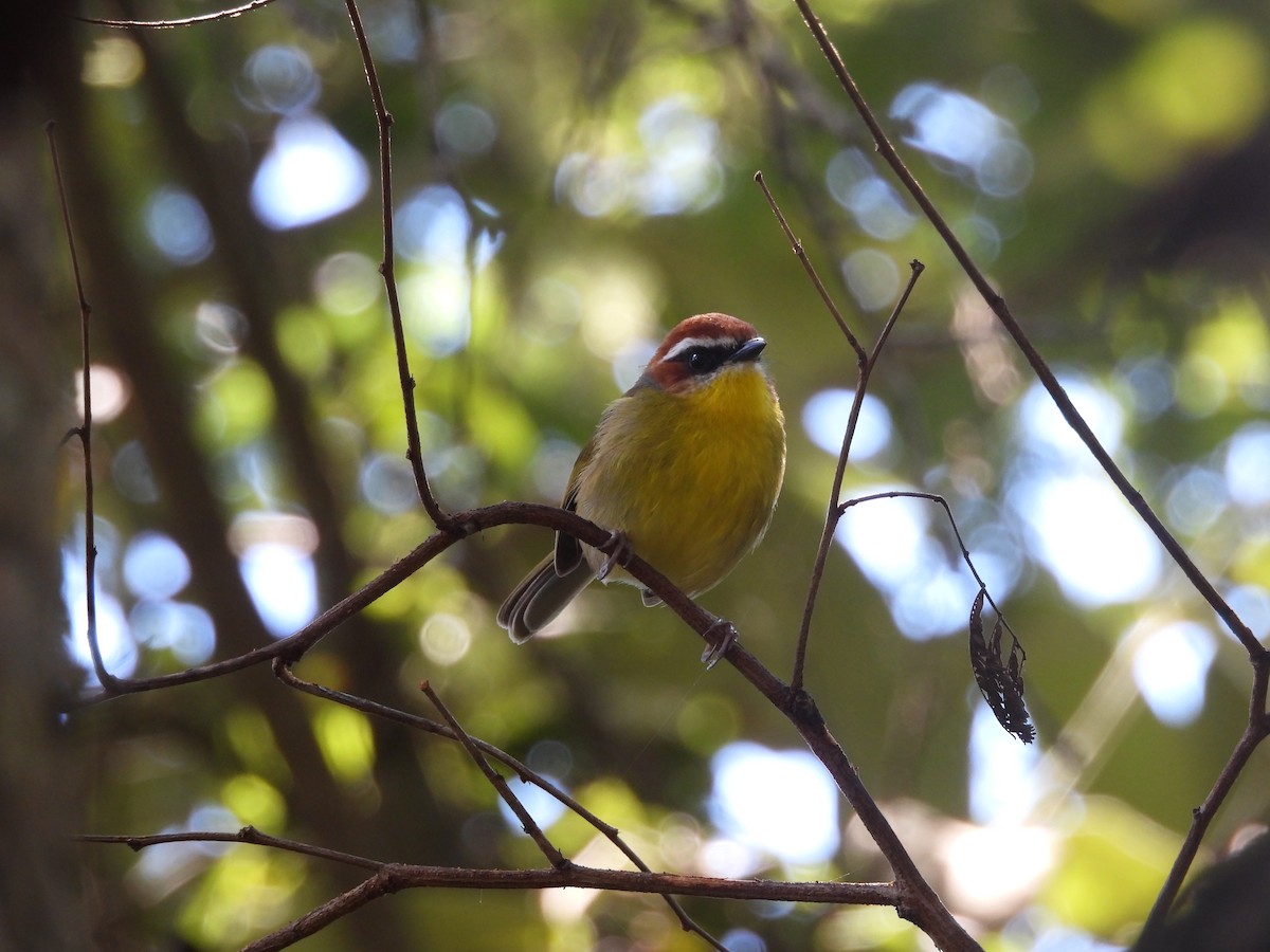 Rufous-capped Warbler - ML645583554