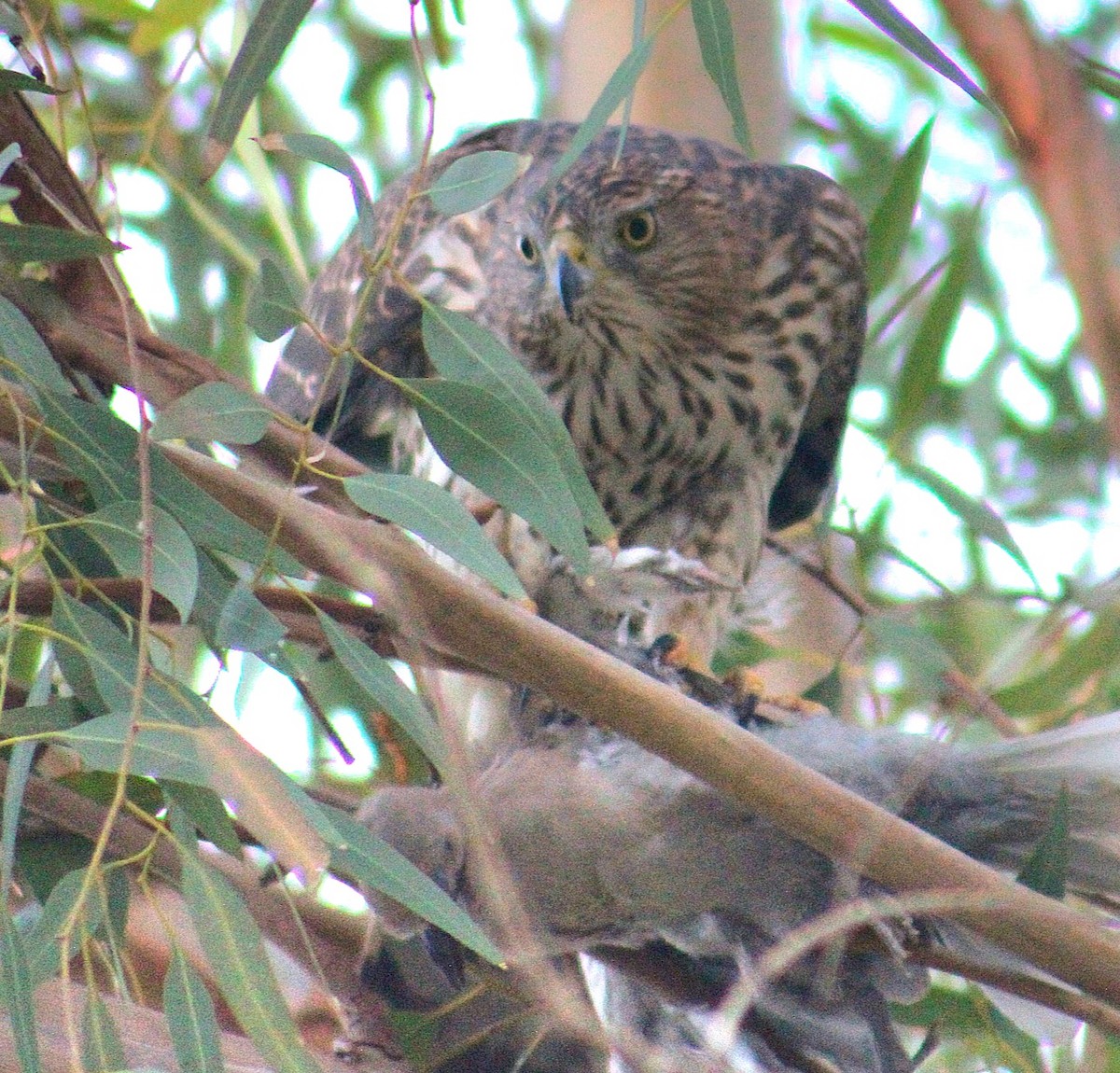 クーパーハイタカ - ML645583557