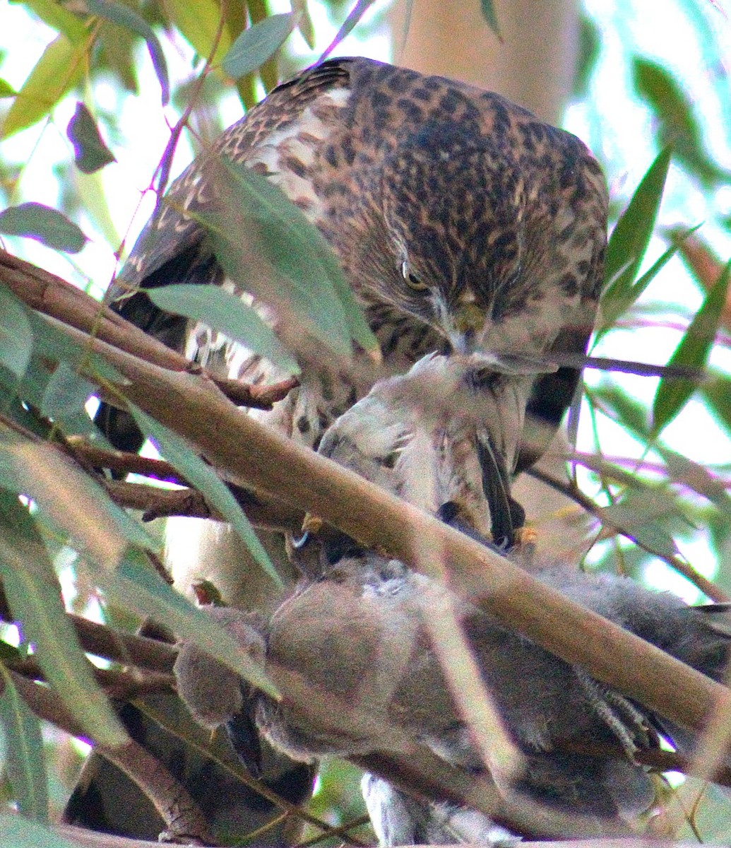 クーパーハイタカ - ML645583558