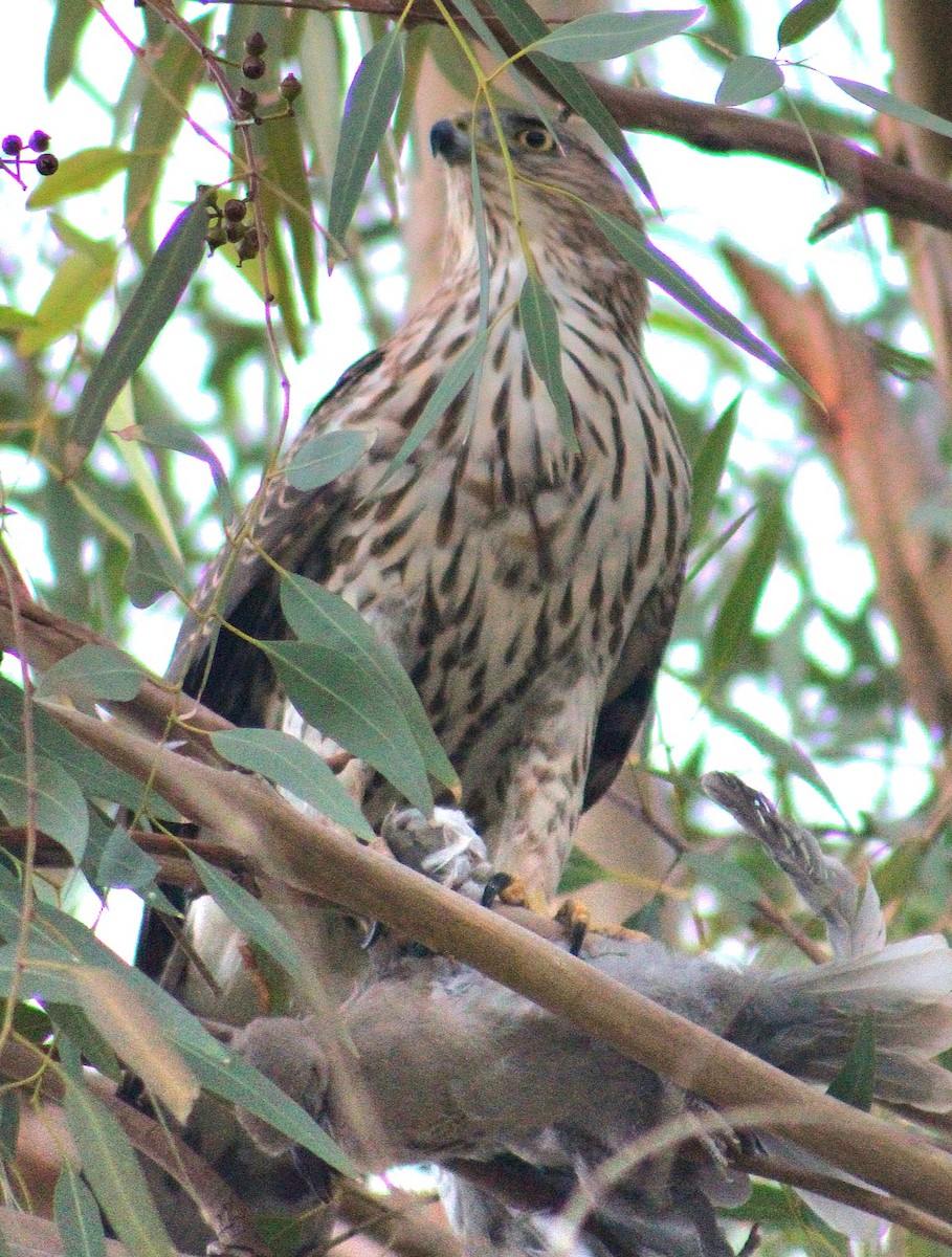 クーパーハイタカ - ML645583559