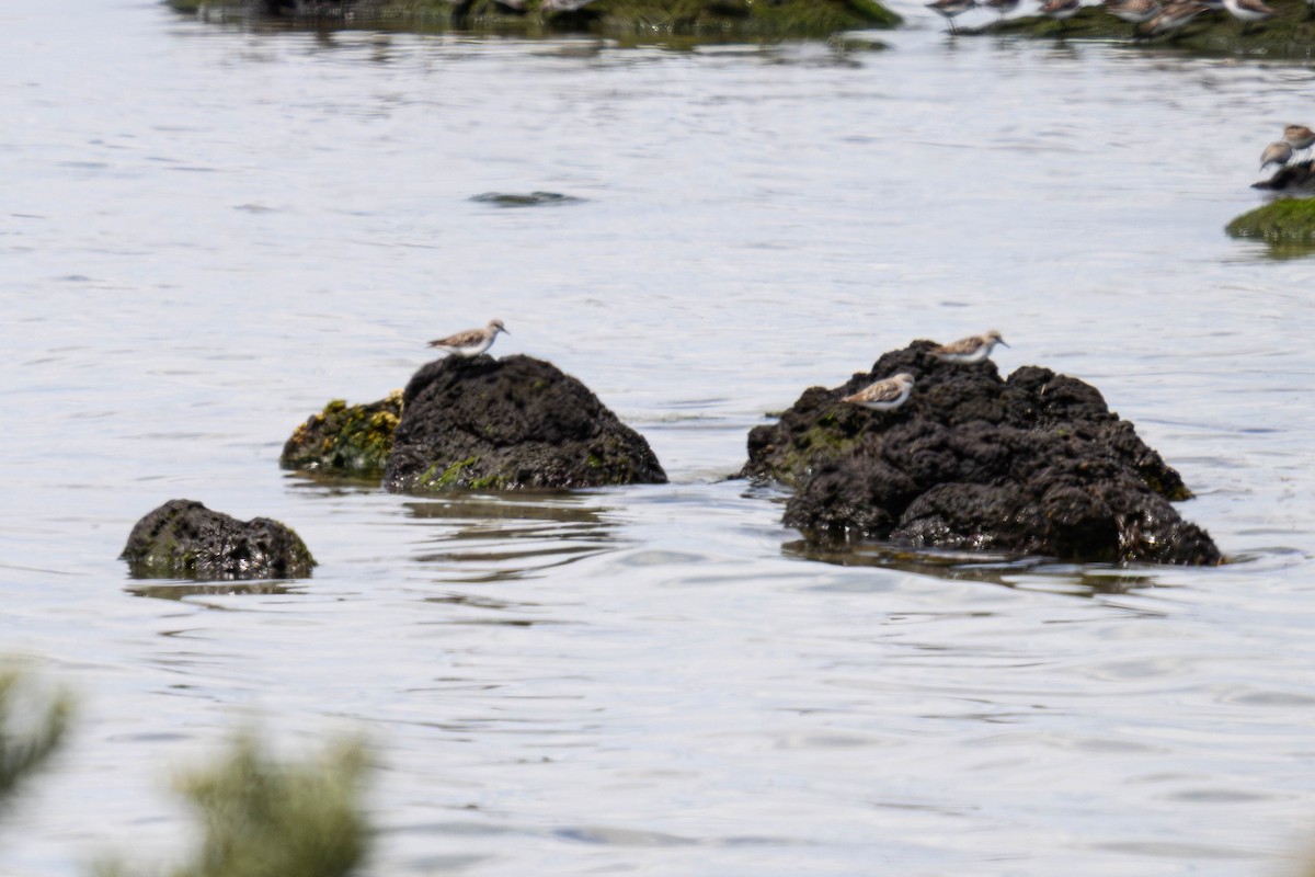 Red-necked Stint - ML645583560