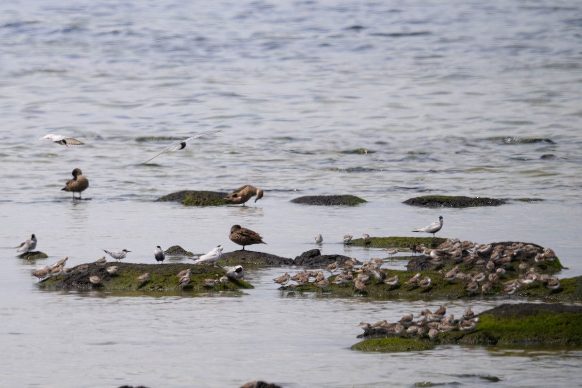 Red-necked Stint - ML645583561