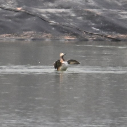 コスズガモ - ML645583563