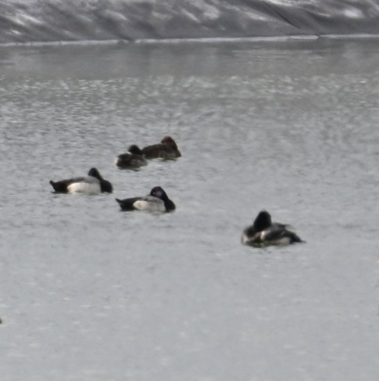 コスズガモ - ML645583564