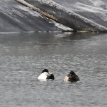 コスズガモ - ML645583565