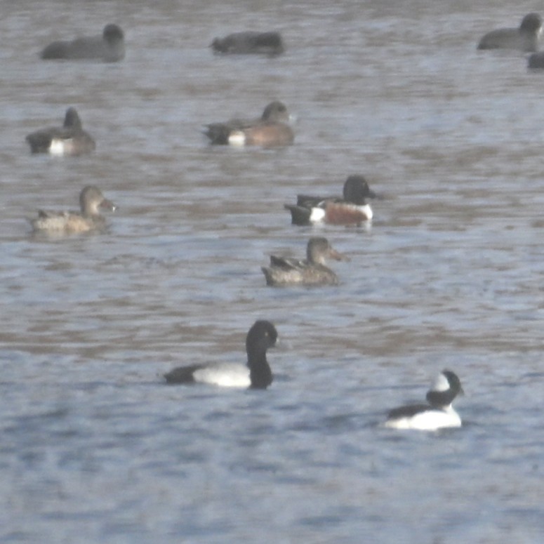 コスズガモ - ML645583566