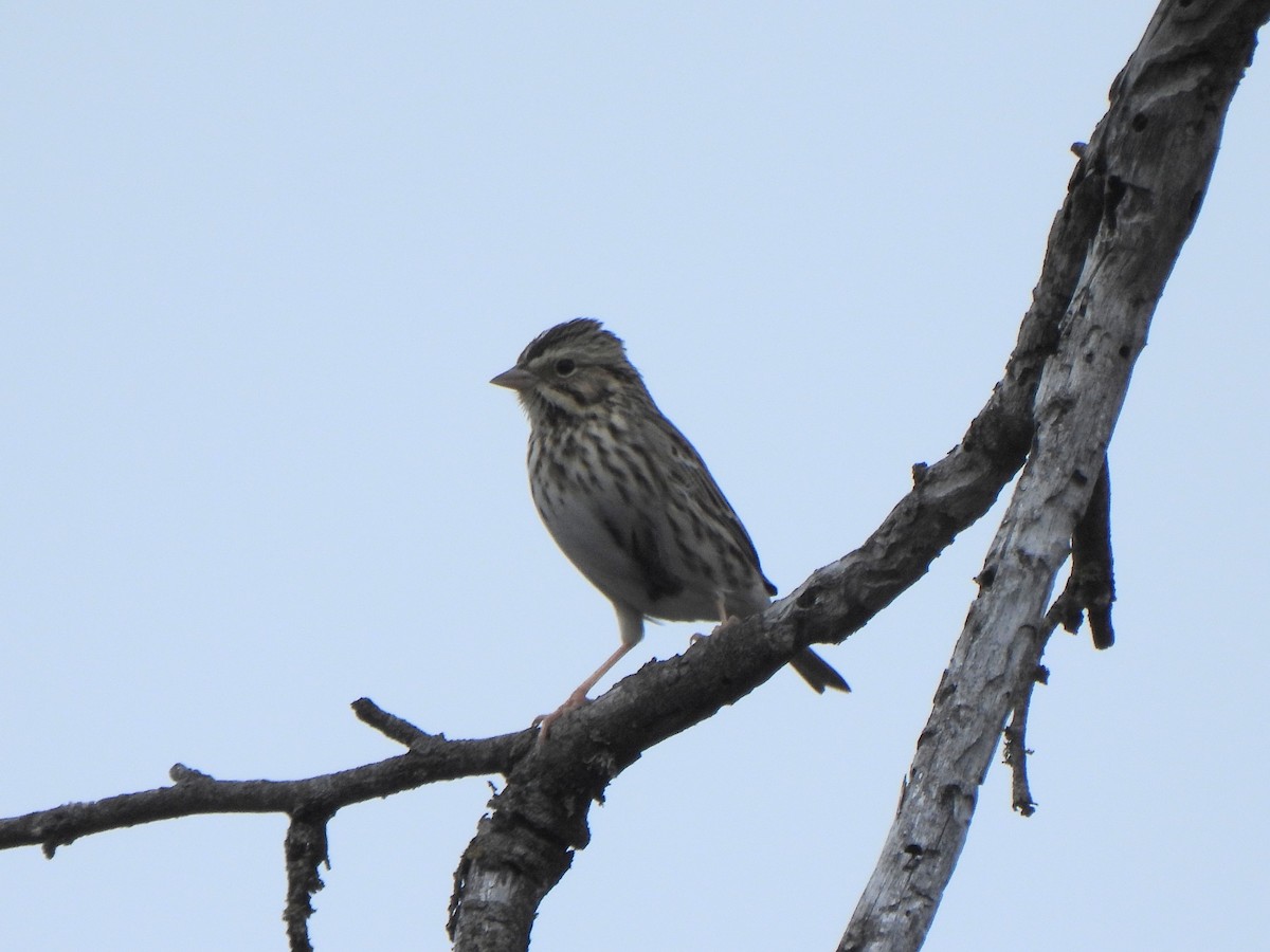 Savannah Sparrow (Savannah) - ML645583569