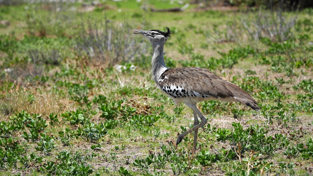 アフリカオオノガン - ML645583570