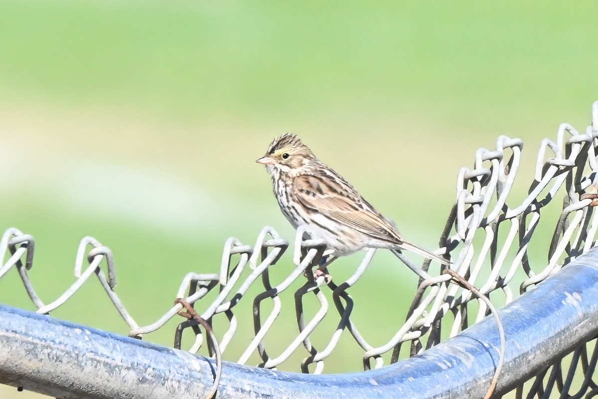 Savannah Sparrow - ML645583577